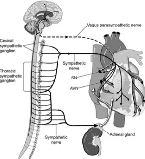 Figure  2.  Innervation  autonome  du  cœur  (AVN  nœud  auriculo-ventriculaire;  SN  nœud  sinusal)  (183)