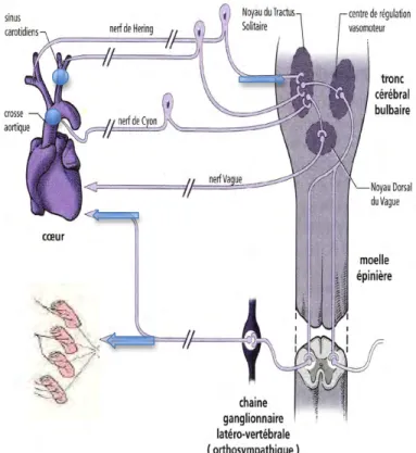 Figure 3. Schéma de l’organisation du baroréflexe périphérique. 