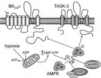 Figure 6. Illustration schématique du rôle proposé pour l'AMPK dans les cellules de type I pour la  chemo-transduction  hypoxique