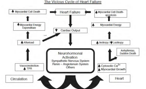 Figure 7. Les mécanismes physiopathologiques à la base de l’IC peuvent être considérés comme  un  cercle  vicieux  dans  laquelle  les  mécanismes  compensatoires  contribuent  finalement  à  la  détérioration du système cardio-vasculaire (412)