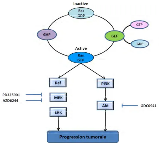 Figure 8 : Modèle d’activation de K-RAS et des voies de signalisation induites en aval de  l’oncogène dans l’ADK