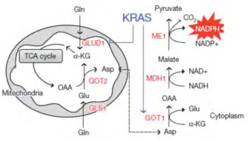Figure 11 : Reprogrammation du métabolisme de la glutamine par l’oncogène K-RAS  dans l’ADK