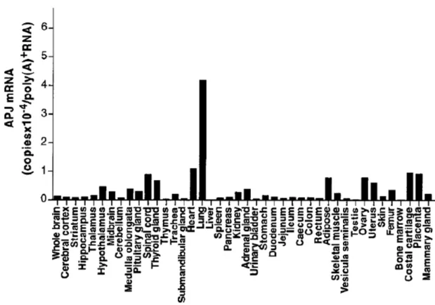 Figure 13 : Distribution tissulaire de l’ARNm du récepteur APJ chez le rat.  (Adapté de Hosoya et al., 2000) 