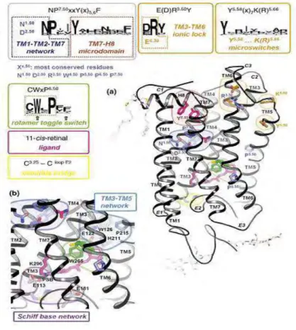 Figure  4:  Conserved  residues  and  functional  microdomains  in  GPCRs.  (a)  Rhodopsin  (PDB  accession  1GZM)  with  bound inverse  agonist  11-cis-retinal  is  shown  as  a  representative  GPCR