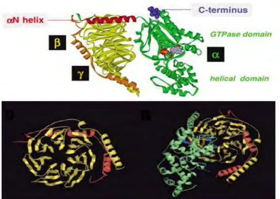 Figure 7: Structure of the G protein. From (Milligan and  Kostenis, 2006; McCudden et al., 2004)     