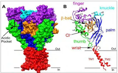 Figure 11: Overview of the  acid-sensing ion channel 1  (ASIC1)  crystal  structure.  A:  surface  view  of  trimeric  chicken  ASIC1  (cASIC1a)
