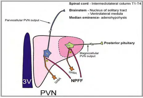 Figure  12:  Schematic  depicting  parvocellular  and  magnocellular  components  of  the  hypothalamic  paraventricular  nucleus  (PVN)  and 