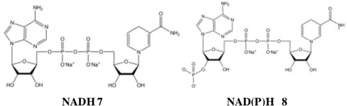 Figure 1.  Structure cristalline de QR1. Chaque molécule de FAD (en bleu et rouge) est liée à  une  surface  équivalente  entre  les  deux  monomères