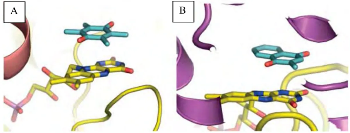 Figure 8. Fixation des substrats au niveau des sites actifs de QR1 et QR2. (A) Fixation de la  duroquinone (en bleu) empilée sur le FAD (en jaune) de QR1