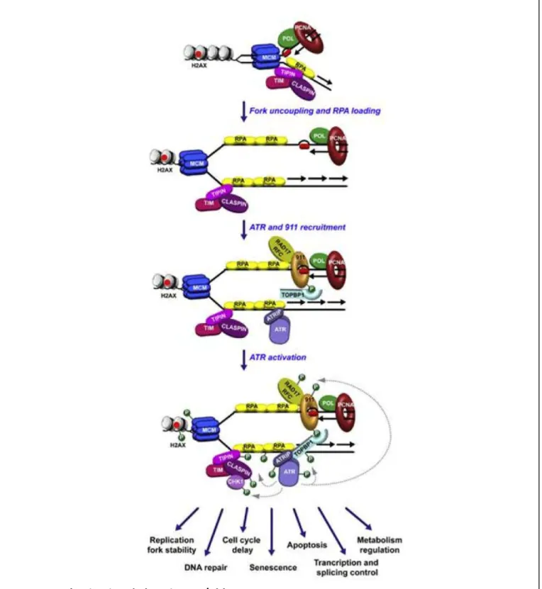 Figure 12: L’activation de la voie ATR/Chk1 