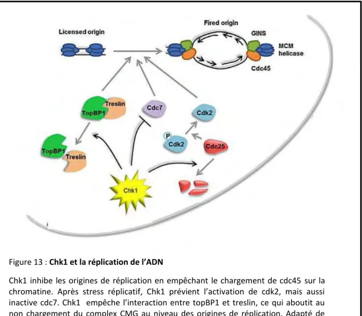 Figure 13 : Chk1 et la réplication de l’ADN 