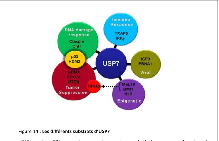 Figure 14 : Les différents substrats d’USP7 