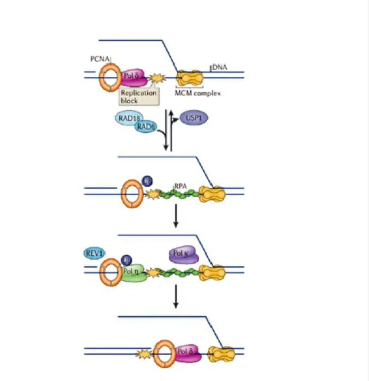 Figure 16 : Mécanisme de synthèse translésionnelle chez les eucaryotes 