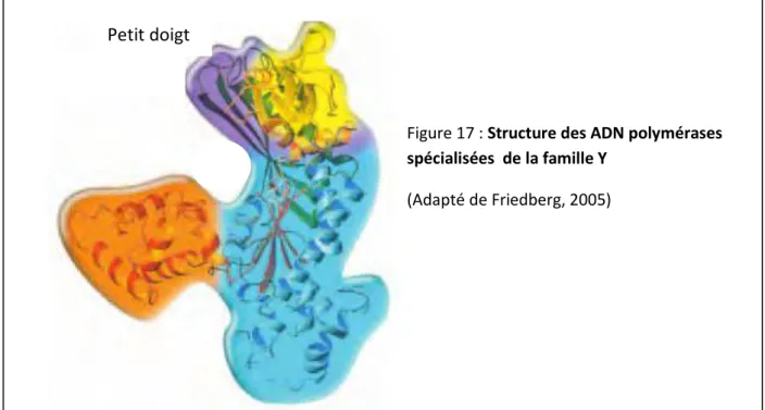 Figure 17 : Structure des ADN polymérases 