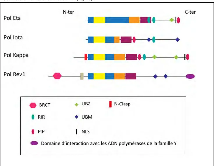 Figure 18 : Domaines fonctionnels des ADN polymérases de la famille Y 