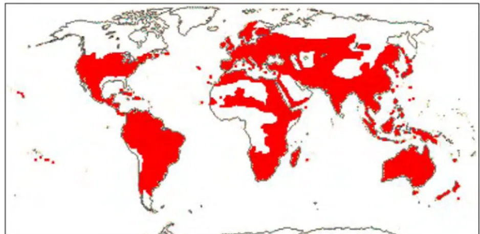 Figure 2.1: Distribution map of Scrophulariaceae (Stevens 2001, APGIII website, 2015,  http://www.mobot.org/MOBOT/research/APweb/orders/lamialesweb.htm#Scrophulariaceae) 