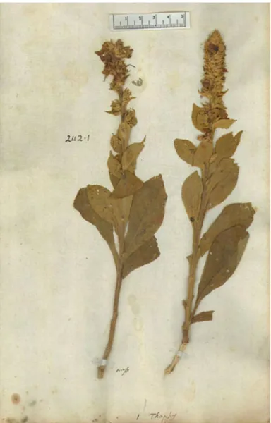 Figure 2.3: lectotype of Verbascum thapsus of Linnaeus' herbarium 