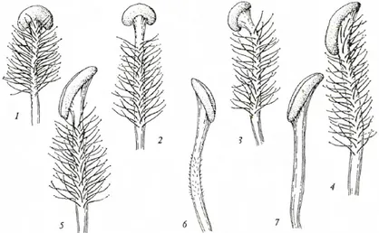 Figure 2.9: Different types of Stamen, 1, 2 anthers reniform, medifixed: 1 filaments hairy up  to anther (V