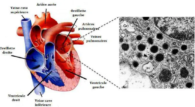 Figure  1 :  Schéma  du  cœur  et  micrographie  électronique  d’un  cardiomyocyte  de  l’oreillette