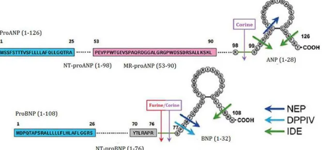 Figure  3:  Représentation  schématique  des  sites  de  clivage  nécessaires  à  la  maturation  et  la  dégradation  des  peptides  natriurétiques