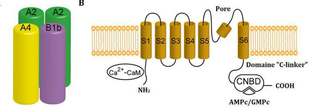 Figure  7 :  Structure  des  canaux  ioniques  sensibles  aux  nucléotides  cycliques