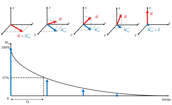 Figure 3 : Disparition de l'aimantation transversale Mxy. Le temps T2 correspond au temps nécessaire à l'aimantation  pour retrouver 37% de son aimantation initiale
