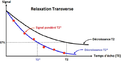 Figure 8 : Décroissance du signal en T2 et T2* en fonction du temps d'écho 