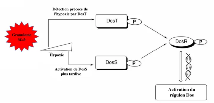 Figure  11.  Représentation  schématique  du  fonctionnement  du  système  à  deux  composants DosR/ST en réponse à l’hypoxie au sein du granulome