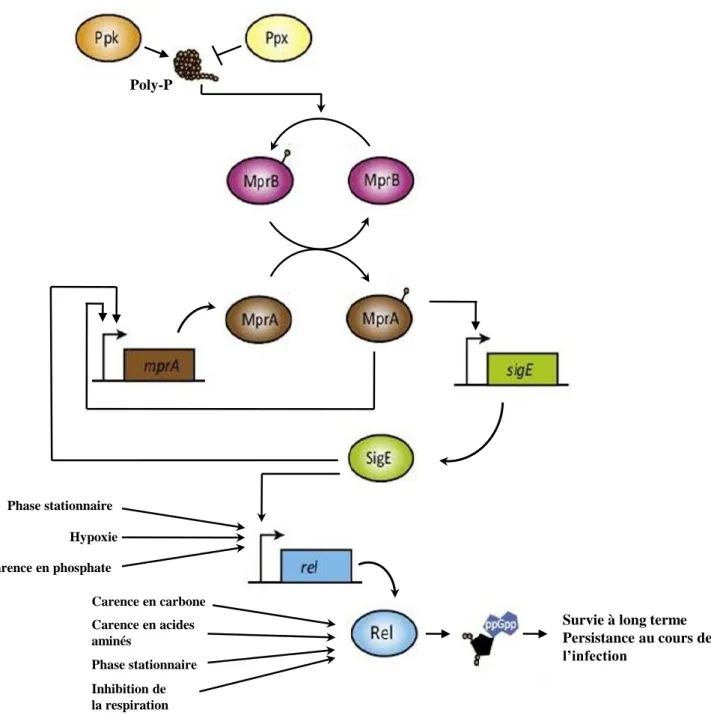 Figure 13. Contrôle de la réponse stringente par la voie de signalisation Poly-P/MprAB/SigE  chez les mycobactéries