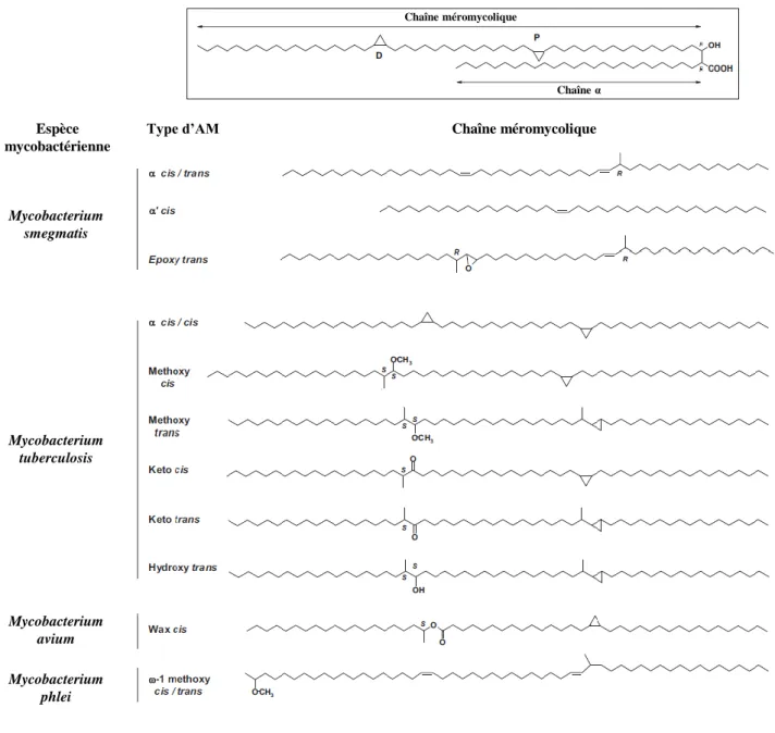 Figure 15.  Structure et diversité des acides mycoliques chez les mycobactéries. Dans l’encadré :  représentation  de  la  structure  d’un  acide  mycolique  (AM)  de  type  α-mycolate