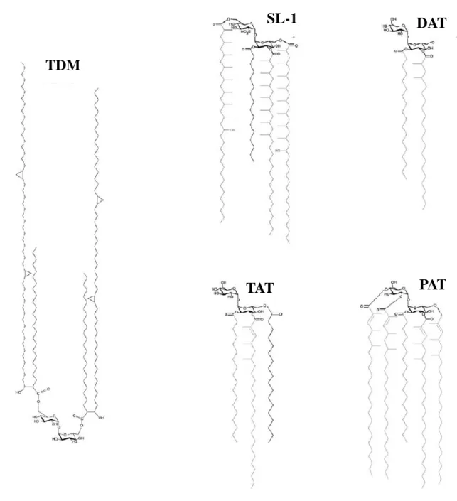 Figure 16. Les lipides à tréhalose. TDM : dimycolate de tréhalose ; SL-1 : sulfolipide-1; DAT :  di-acyltréhalose; TAT : tri-acyltréhaloses; PAT : poly- ou penta-acyltréhalose