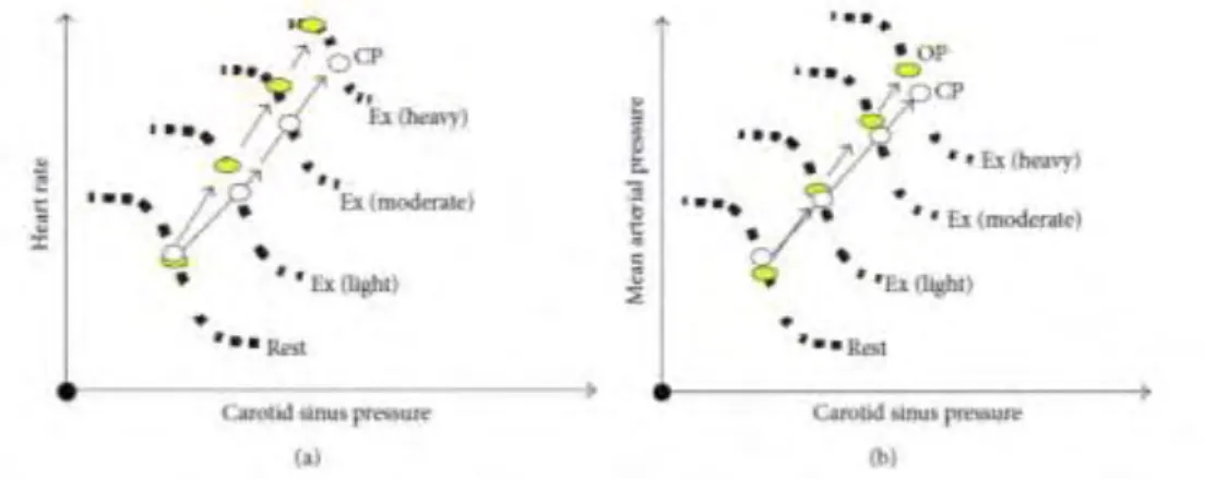 Figure 6 : évolution du baroréflexe au repos et à l’exercice physique (tiré de Raven et al