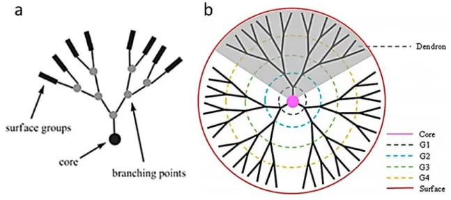 Figure 5 : a) Structure d’un dendron. b) Structure d’un dendrimère de génération 4 18 
