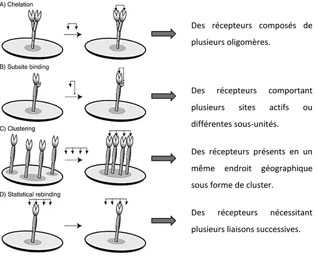 Figure 9 : Mécanismes de liaison possible d’un ligand multivalent sur un récepteur  45 