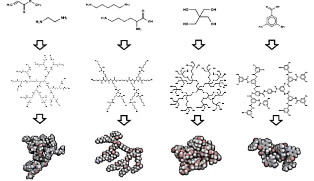 Figure 13 : Structures in silico obtenues de dendrimères de génération 2, comportant des 