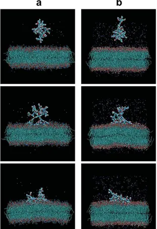 Figure 18 : Interaction d’un dendrimère PAMAM de génération 3 avec une bicouche 