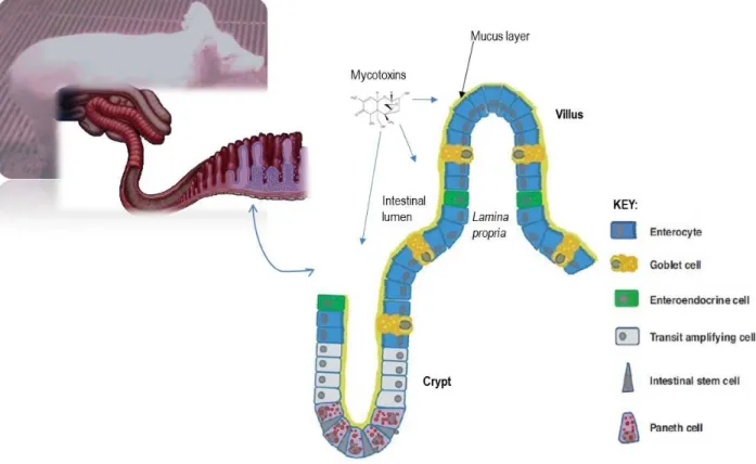 Figure  1.  Schematic  overview  of  the  crypt-villus  architecture  and  the  cellular  composition  of  the 
