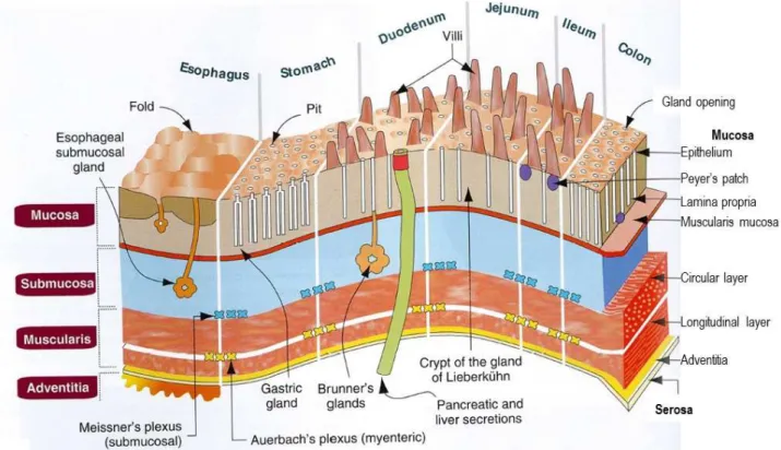 Figure  2.  Schematic  diagram  of  the  topographic  histology  of  the  digestive  tube,  adapted  from 