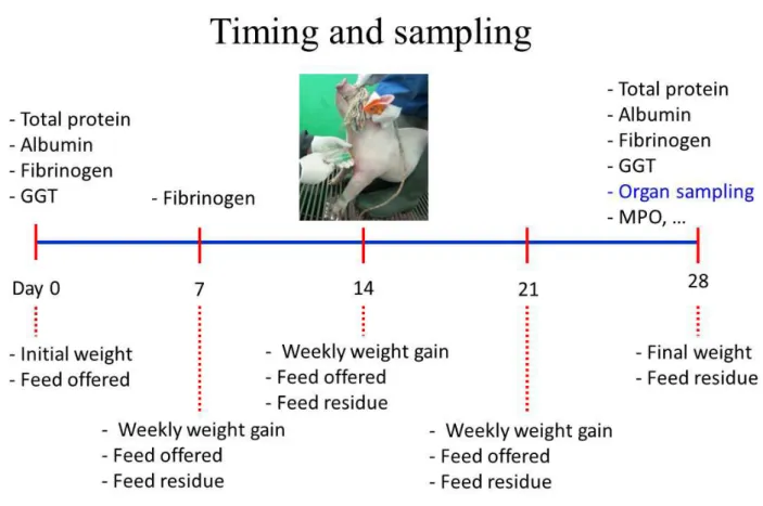 Figure 6. The diagram showing parameters for sampling in the animal experiment.  