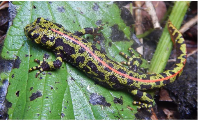 Fig. 11 : Triton marbré juvénile  (source : P. Gauthier, 2017) 