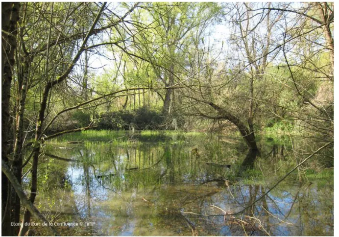 Fig. 12 : Les zones humides de la RNR  (source : rnr-confluence-garonne-ariege.fr) 