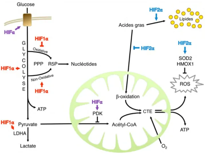 Figure 10. Rôles des facteurs HIF dans la régulation du métabolisme glucidique et lipidique