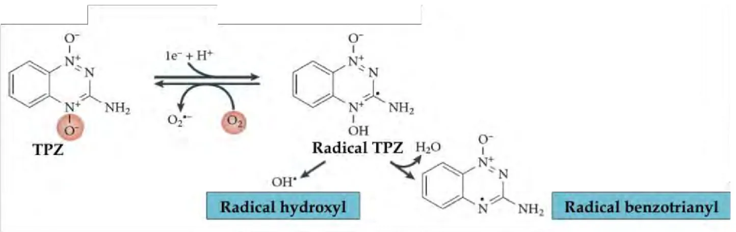 Figure 11. Mécanisme d’activation de la tirapazamine (TPZ). 