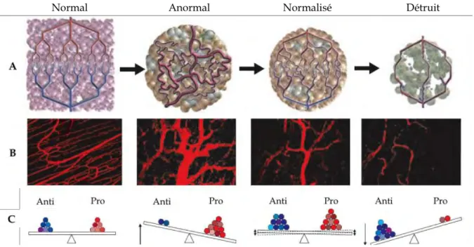 Figure 12. Concept de normalisation vasculaire en réponse aux anti-angiogéniques.  