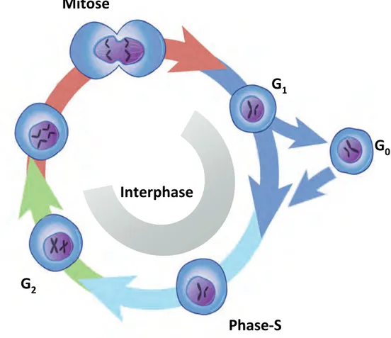 Figure 3 : Schématisation simplifiée de l’enchainement des différentes phases du  cycle cellulaire Voir texte pour détails Interphase Phase‐SG2G 1 G 0Mitose