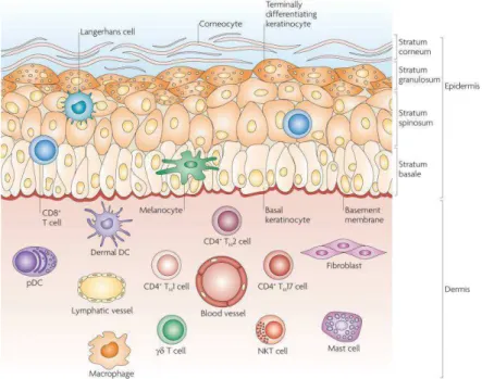 Figure 1 Structure de la peau et effecteurs cellulaires (Nestle et al., 2009) 