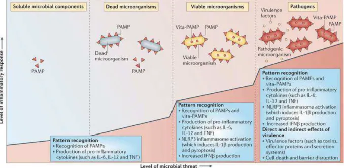 Figure 2 Evolution de la réponse inflammatoire en fonction de l’importance de la menace microbienne