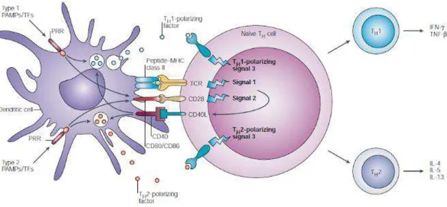Figure  4  Les  trois  signaux  nécessaires  au  « priming »    d’un  lymphocyte  T  naïf  par  une  cellule  dendritique.