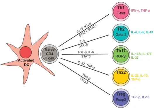 Figure 5 Polarisation des lymphocytes T naïfs. 