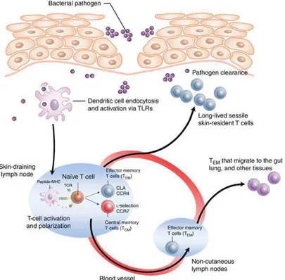 Figure 6 Le rôle des T EM  et T CM  dans la réponse immune primaire dans la peau. (Clark, 2010)